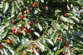 LE CERISIER ET SES FRUITS