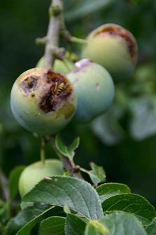 DEGUSTATION DE PRUNE SUR L`ARBRE