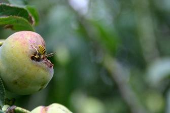 GUEPE DEGUSTANT LA PRUNE SUR L`ARBRE 