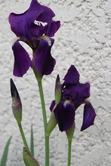 IRIS VIOLETTE