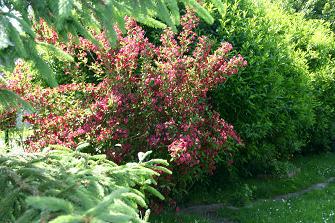 LE JARDIN AU PRINTEMPS