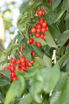 LES CERISES 