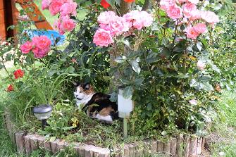 REPOS SOUS LES ROSES