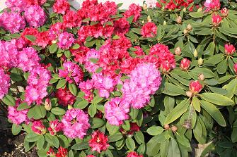 RODODENDRON EN FLEURS