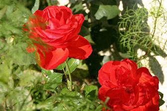 ROSES ROUGES