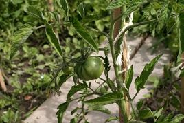 TOMATE VERTE