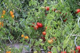 TOMATES ROUGES