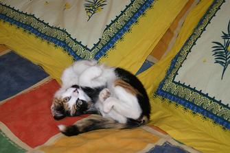 ZAZOU PETITE CHATTE TRICOLORE