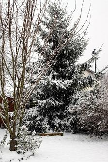 la neige en Décembre 2010