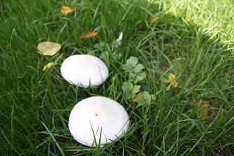 CHAMPIGNONS AU JARDIN